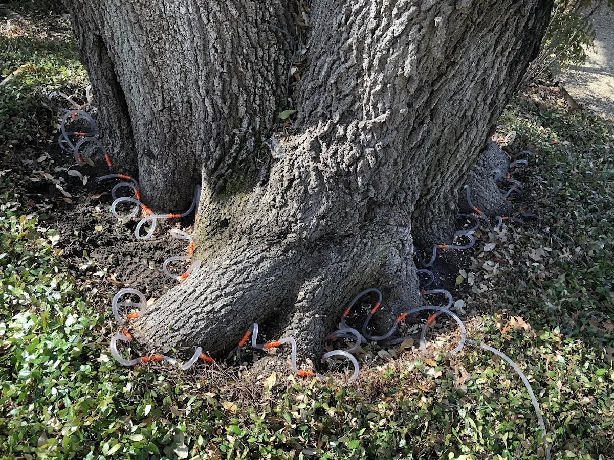 Detailed Tree Cabling and Bracing job site in Ilwaco