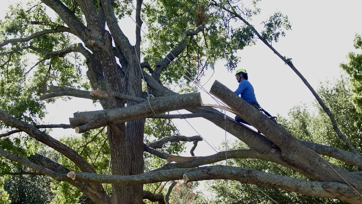 Professional Crown Thinning performed by certified arborists in Ilwaco