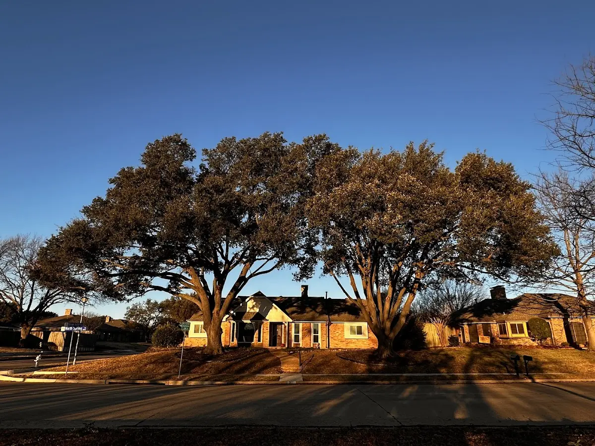 Established residential canopy tree shading a home in Ilwaco